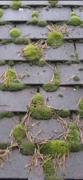 Moss removal from the roof will keep moss damage from forming. Cleaning moss will keep mossy sidewalks, driveways and siding from getting damged.
